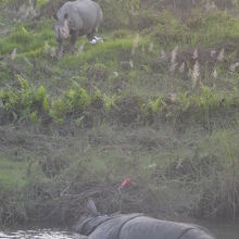 川に浸かっているのが雄で、岸にいるのが雌