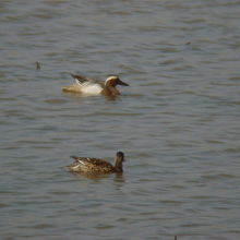 シマアジ（奥の眉斑の白い鴨）♂