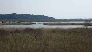 シマアジを見てきました。