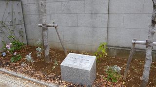 木はまだまだ若くこれからが大切です。