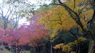 ここの紅葉の黄葉は少し違う！