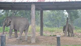 小象がかわいい