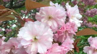 ☆桜☆「円山公園」