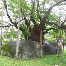 石をも踏み台にして生きる桜。