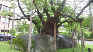 桜が咲いてなくても力強い！