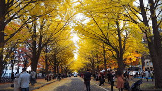黄金色の道を歩く「北海道大学イチョウ並木」