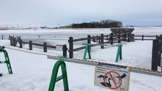 白鳥は２羽だけでした