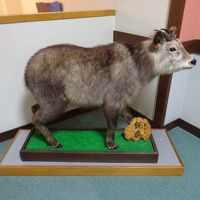 剥製がかざってます