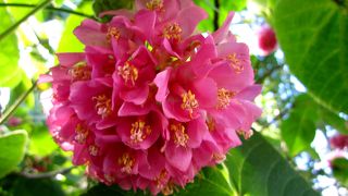 珍しい花をいっぱい見ることが出来ました