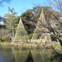 甘泉園公園の雪吊り