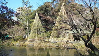 冬は雪吊りが見られる（甘泉園公園）