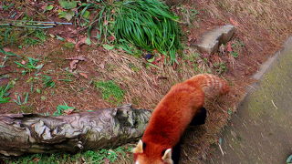 日本一小さな動物園