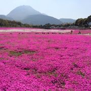 鯉が泳ぐ芝桜公園