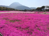 芝桜公園