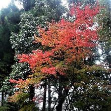 五重塔の側の紅葉