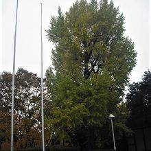 美術館側の銀杏