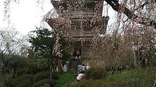 見ごたえあるしだれ桜でした。