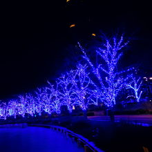 ツリーイルミネーション