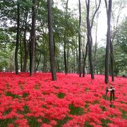 曼珠沙華の群生