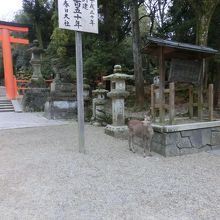 鹿は神の使いと言われています