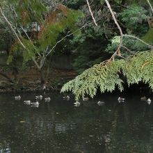 御廟そばの池