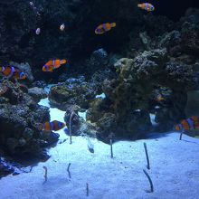 カクレクマノミ、チンアナゴ