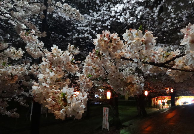 まちなか夜桜の名所。出店もあるし、屋台も楽しめますよ！