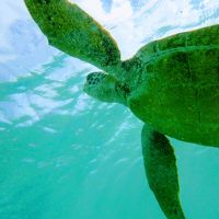 海カメが近くにいてめちゃくちゃ楽しめました。ぜひまた会いに行