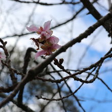 12月なのに桜が咲いていた