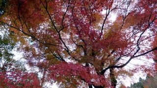 箱根仙石原 長安寺の紅葉　２０１７年１１月１９日