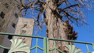 紅葉はキレイでしょう