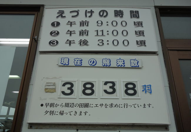 白鳥について学べるだけでなく