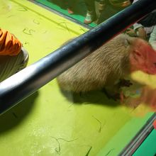 なぜかカピバラも