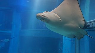 たくさんの動物が見られます