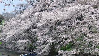 美しい桜
