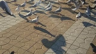 大量のカモメがお出迎え