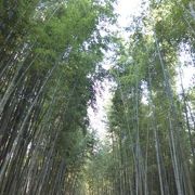 竹林で大量のマイナスイオンを～