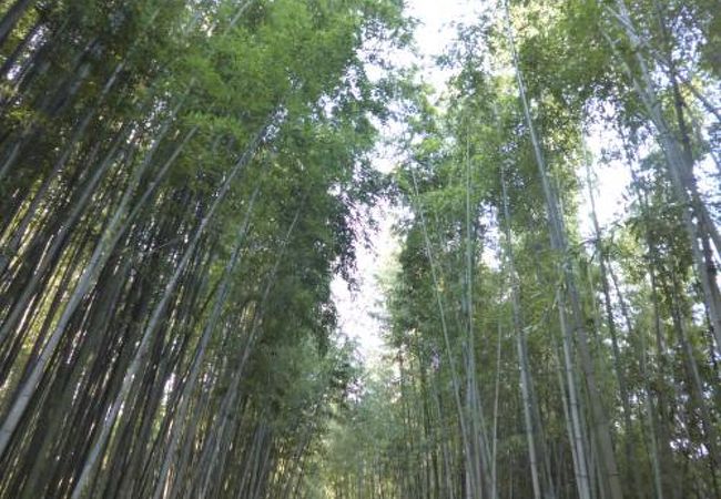 竹林で大量のマイナスイオンを～