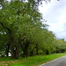 桜の木がずらっと！満開の頃素晴らしいでしょう～