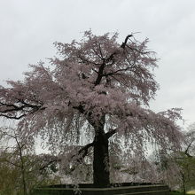 シンボルの大枝垂れ桜