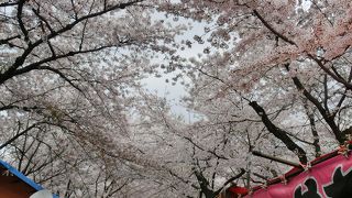 庶民的なお花見の名所