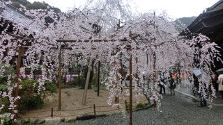 雨でも雨なりの風情がありました