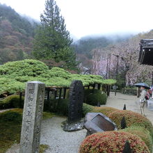 日本一の松と枝垂れ桜