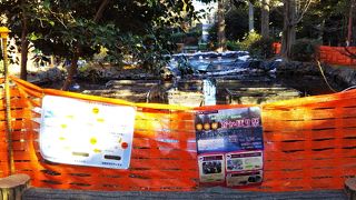 井の頭かいぼり祭が開催