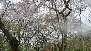 雨に打たれる西行桜