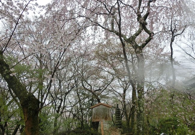 雨に打たれる西行桜