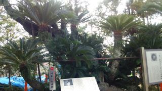 頼朝お手植えのソテツ