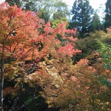 法輪寺紅葉