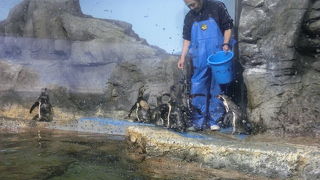 アットホームな水族館です