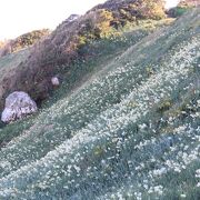 スイセンの花、アロエの花